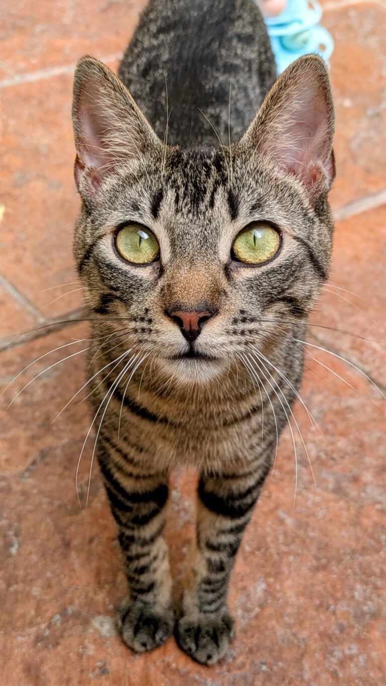 multimedia-foto93408-507-1