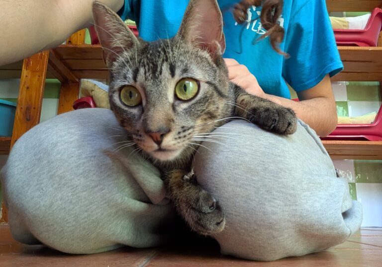 multimedia-foto93410-509-1