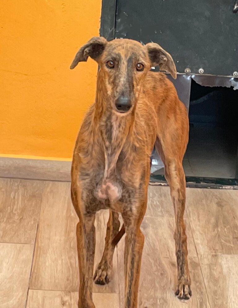 multimedia-foto93418-4-1