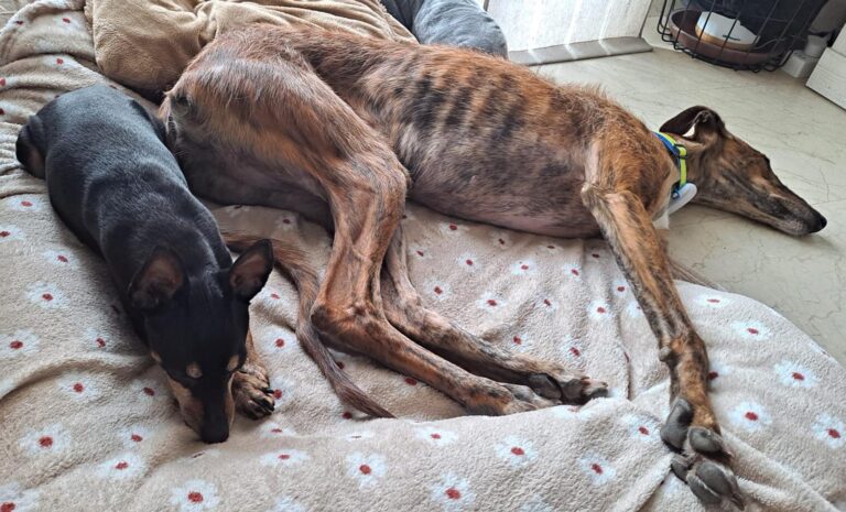 multimedia-foto93420-5-1