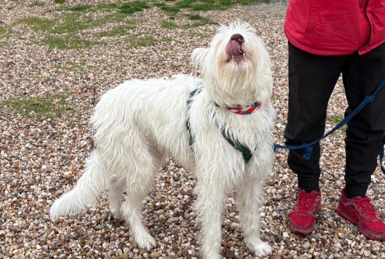 multimedia-foto93431-93-1