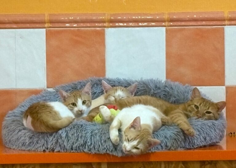 multimedia-foto93443-27-1