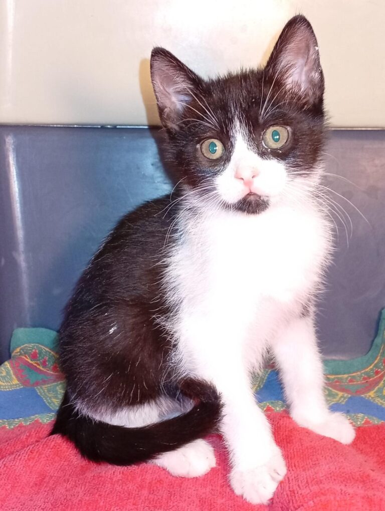 multimedia-foto93484-668-1