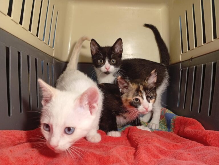 multimedia-foto93486-669-1