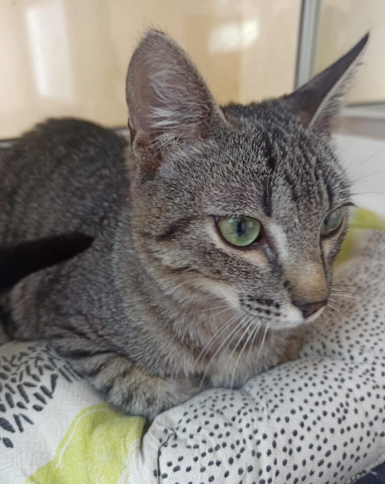 multimedia-foto93503-959-1