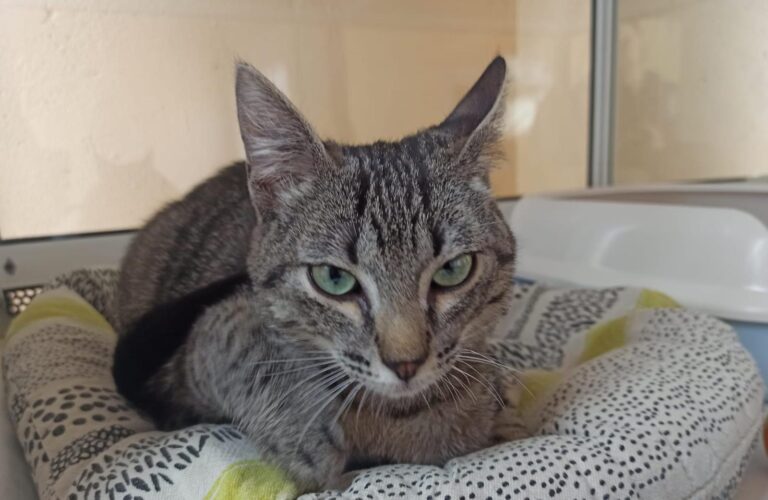 multimedia-foto93504-959-1