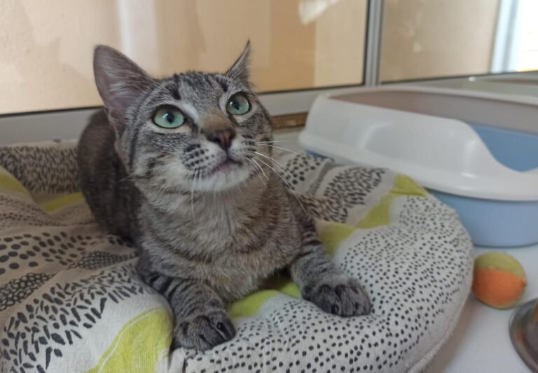 multimedia-foto93506-960-1