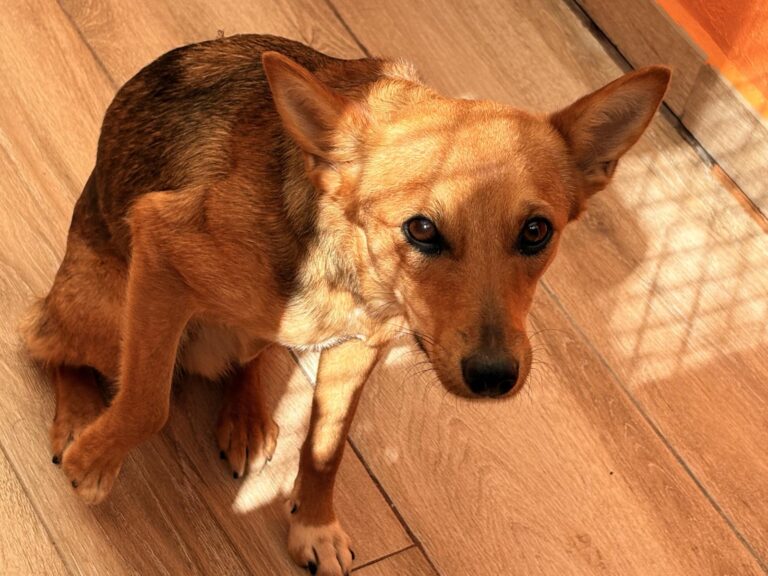 multimedia-foto93531-818-1