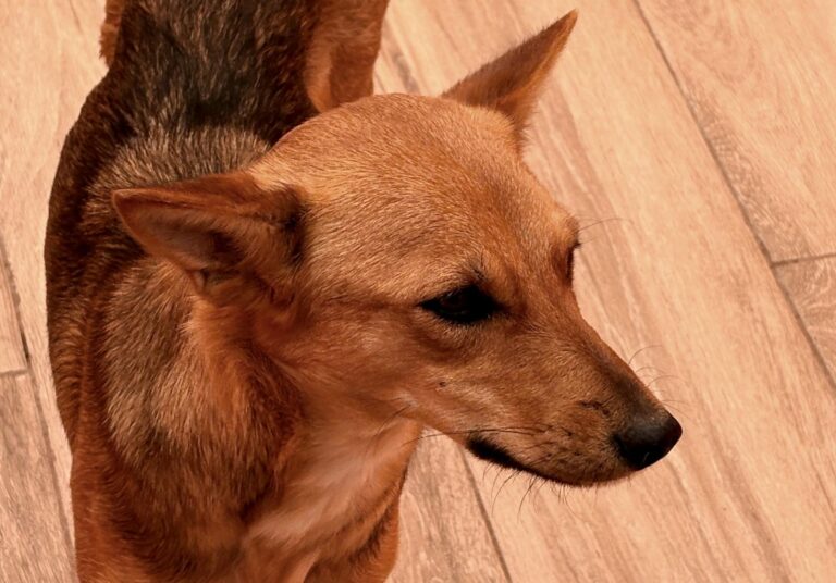 multimedia-foto93532-819-1