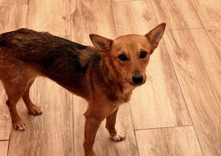 multimedia-foto93533-819-1