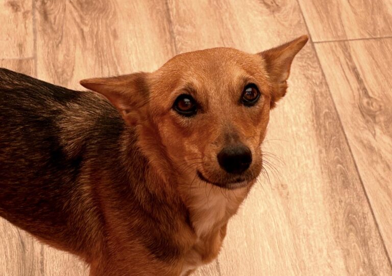 multimedia-foto93534-819-1