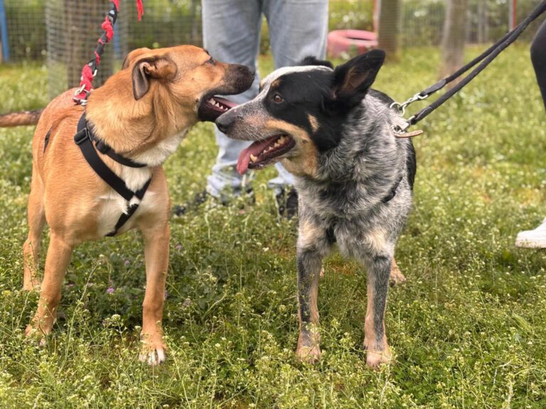 multimedia-foto93556-596-1