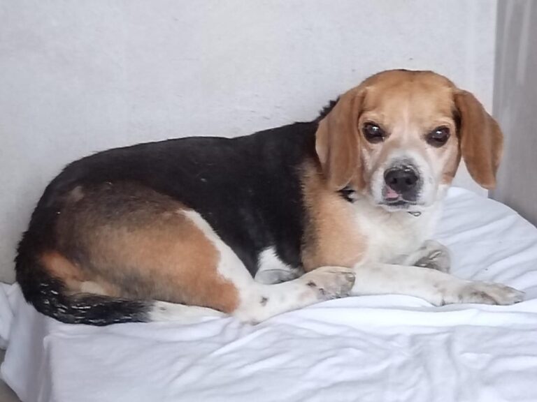 multimedia-foto93564-619-1