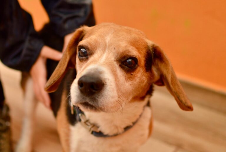 multimedia-foto93565-619-1