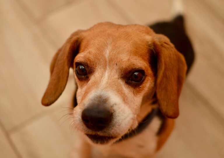 multimedia-foto93567-620-1