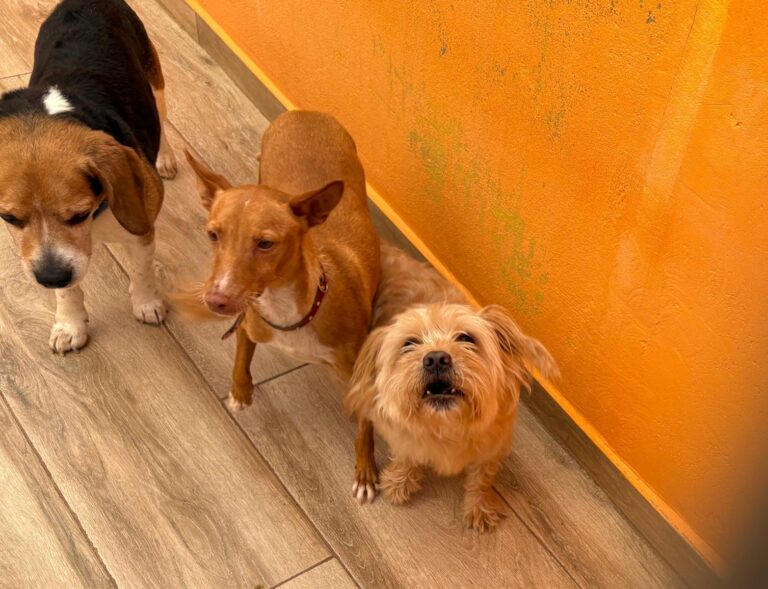 multimedia-foto93571-96-1