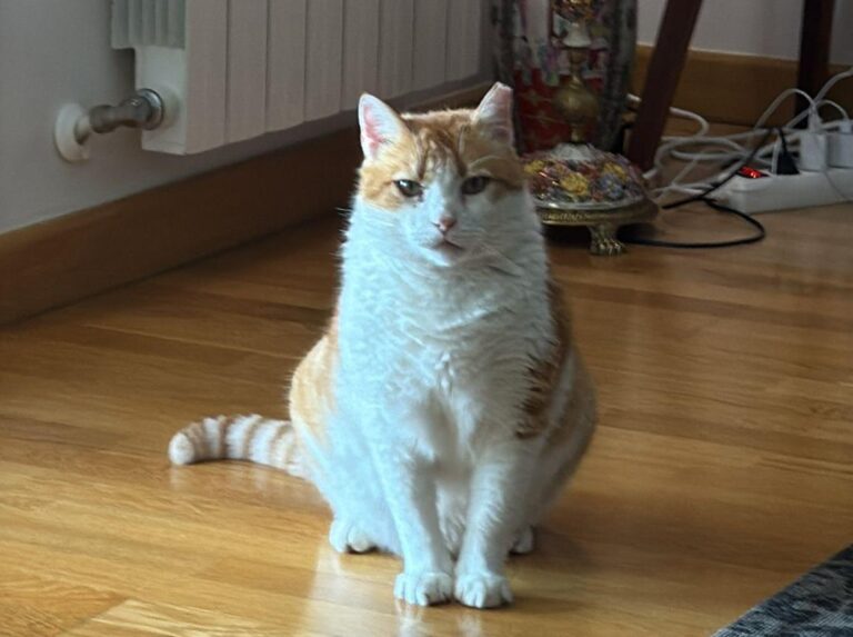 multimedia-foto93578-767-1