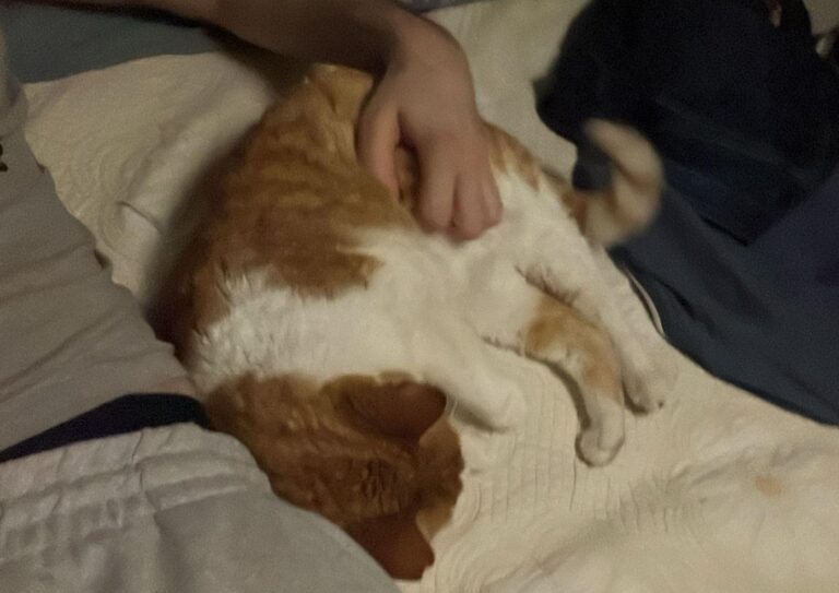 multimedia-foto93579-768-1