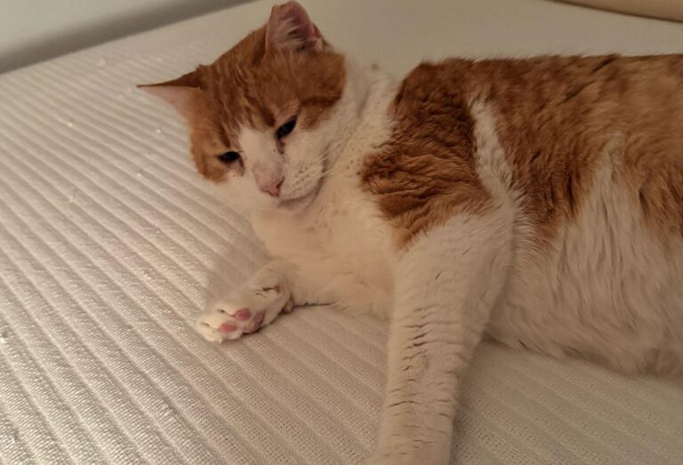 multimedia-foto93581-768-1