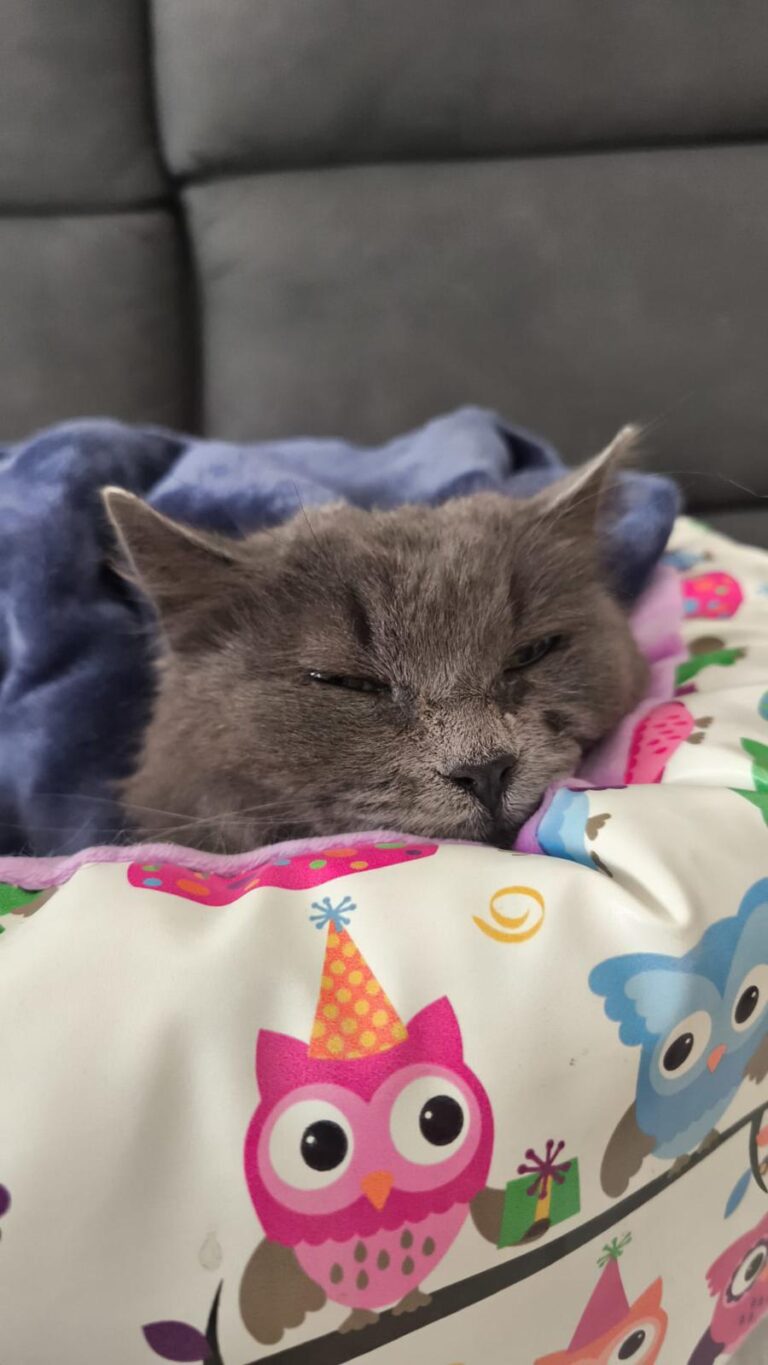 multimedia-foto93585-453-1