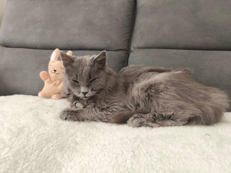 multimedia-foto93586-453-1