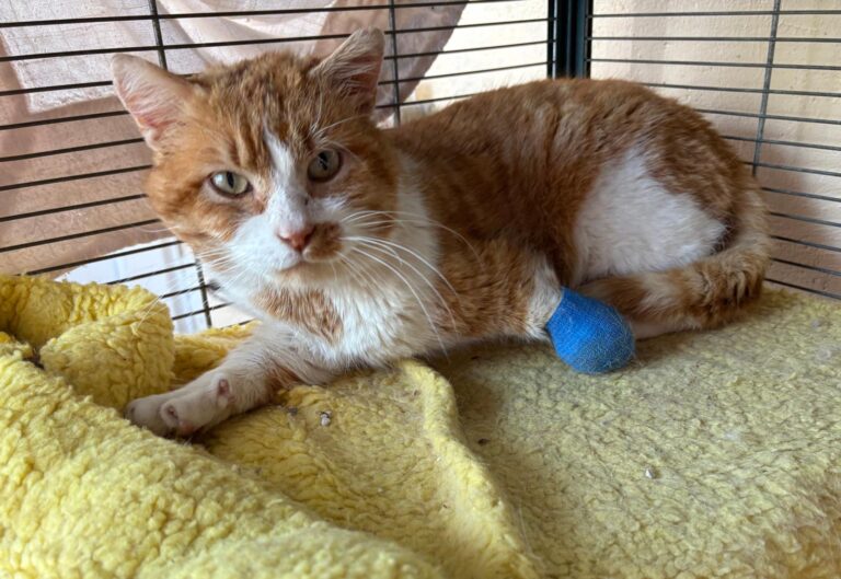 multimedia-foto93595-573-1