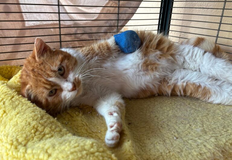 multimedia-foto93596-573-1