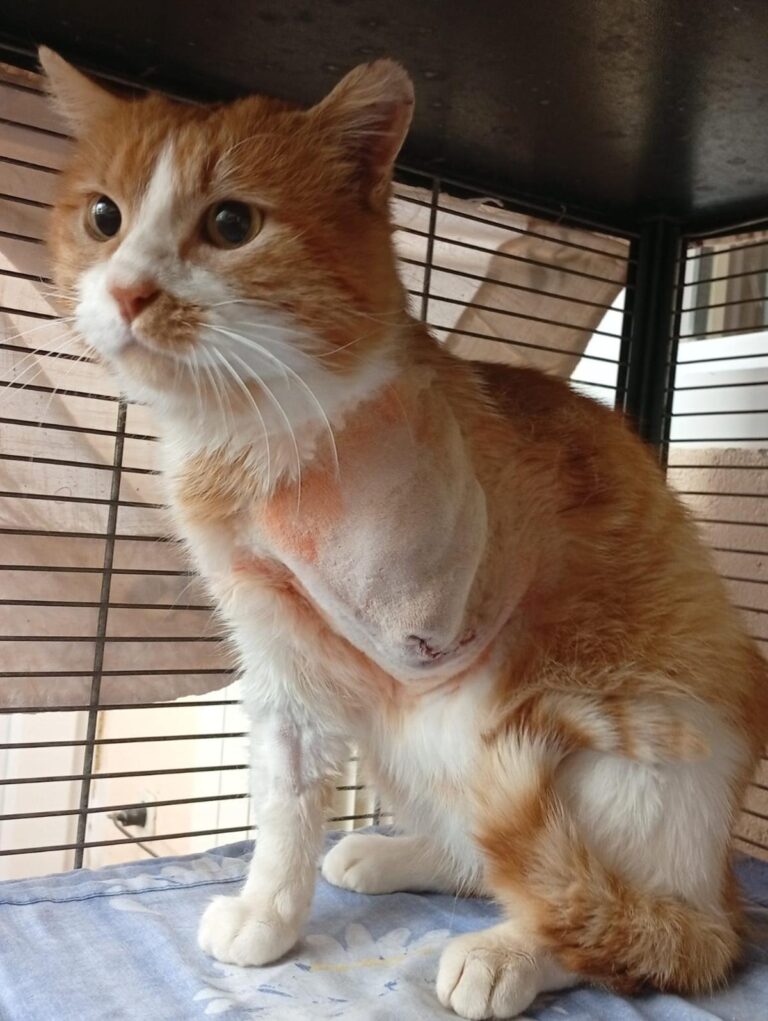 multimedia-foto93597-573-1