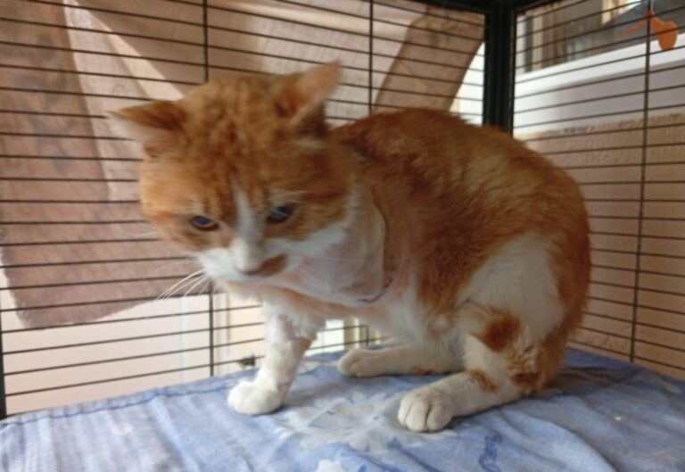 multimedia-foto93598-573-1