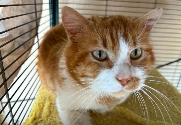 multimedia-foto93599-574-1