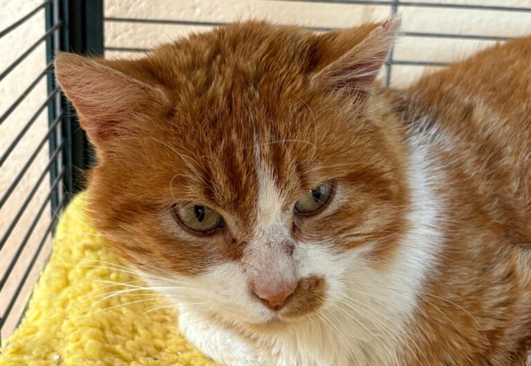 multimedia-foto93600-574-1