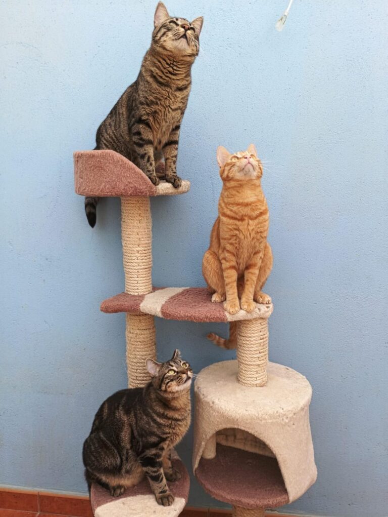 multimedia-foto93614-136-1