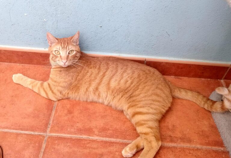 multimedia-foto93615-136-1