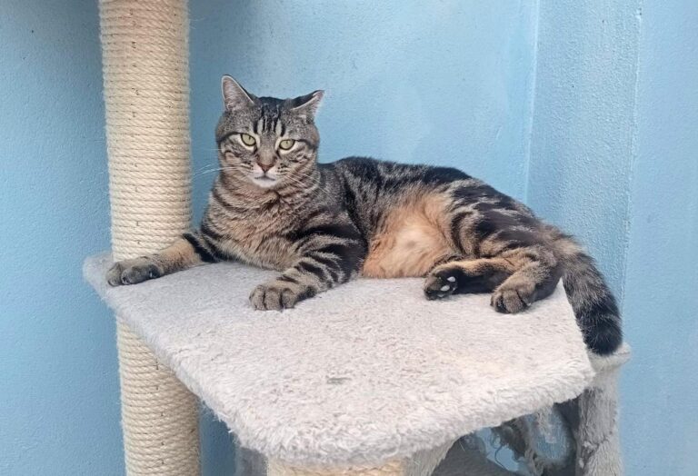 multimedia-foto93617-239-1