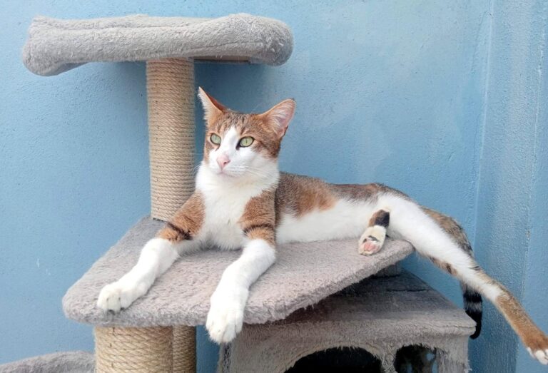 multimedia-foto93618-279-1