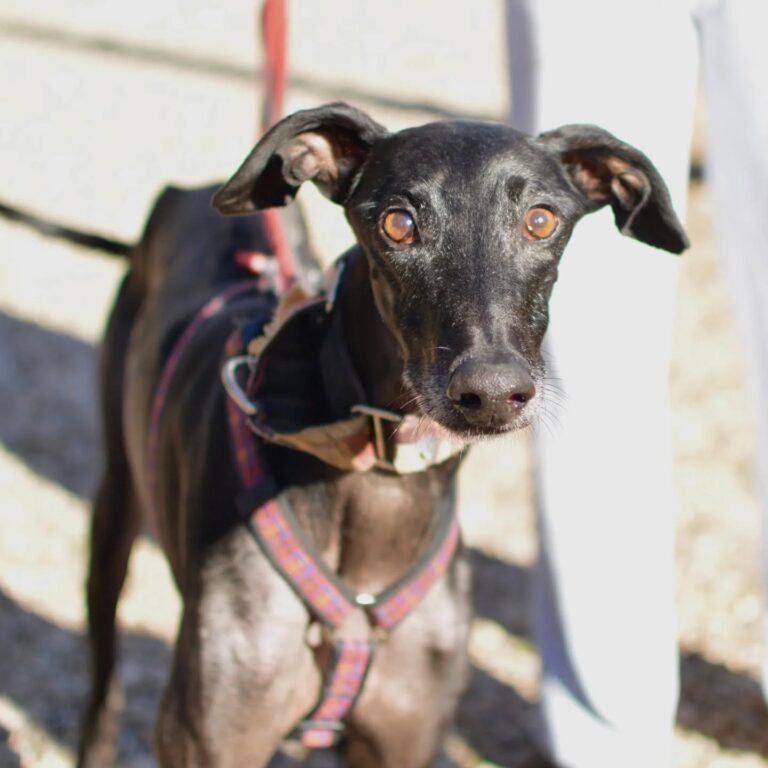 multimedia-foto93619-153-1