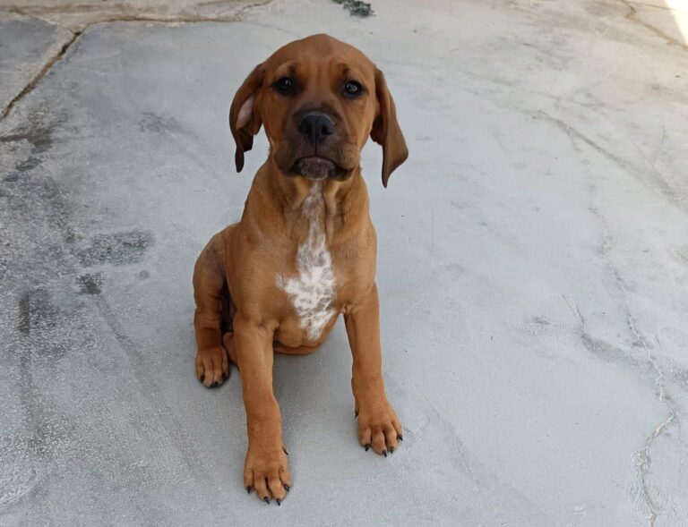 multimedia-foto93650-695-1