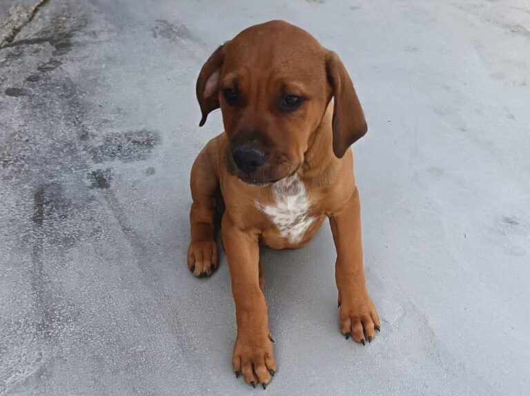 multimedia-foto93651-695-1