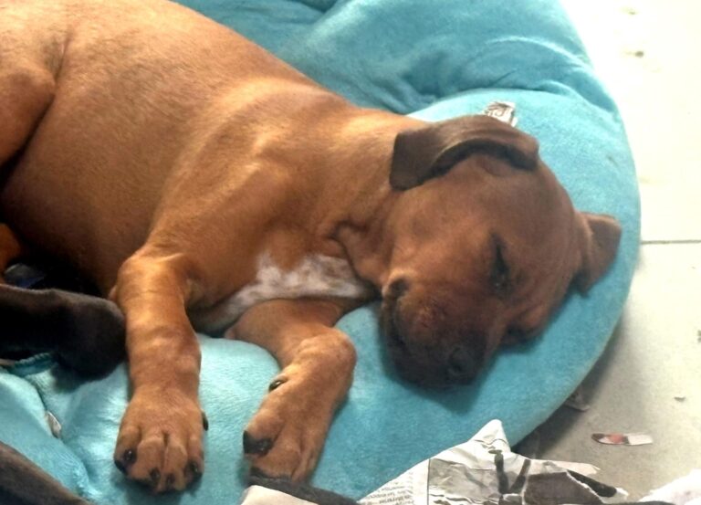 multimedia-foto93652-695-1