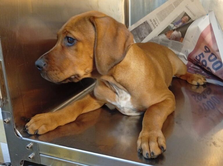 multimedia-foto93654-696-1