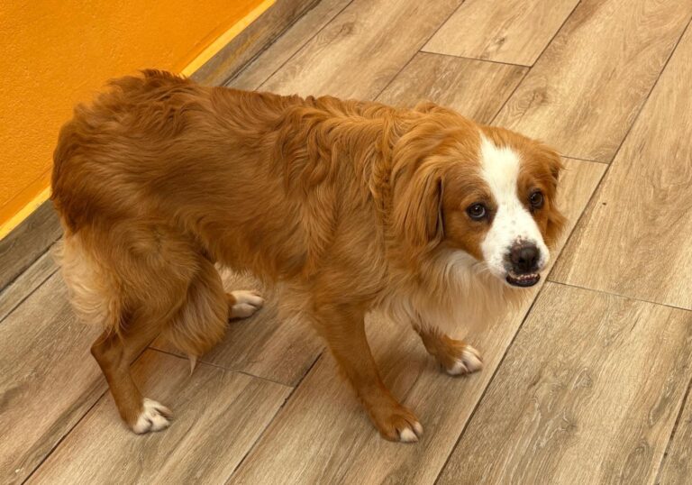 multimedia-foto93679-730-1