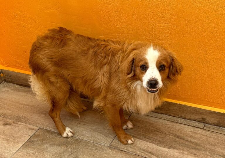 multimedia-foto93680-730-1