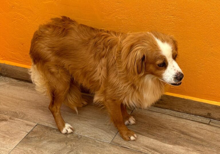 multimedia-foto93681-730-1