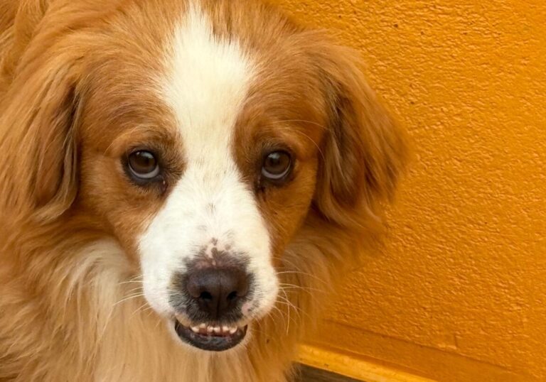 multimedia-foto93682-730-1