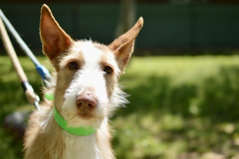 multimedia-foto93723-77-1