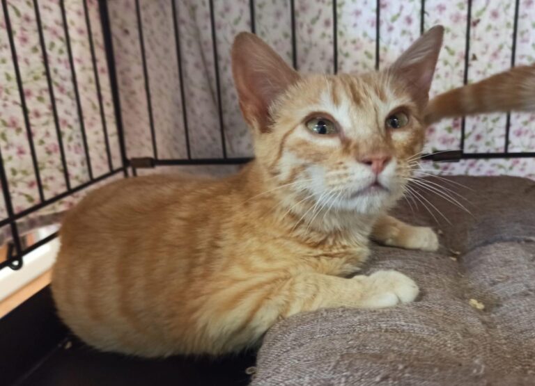 multimedia-foto93743-780-1