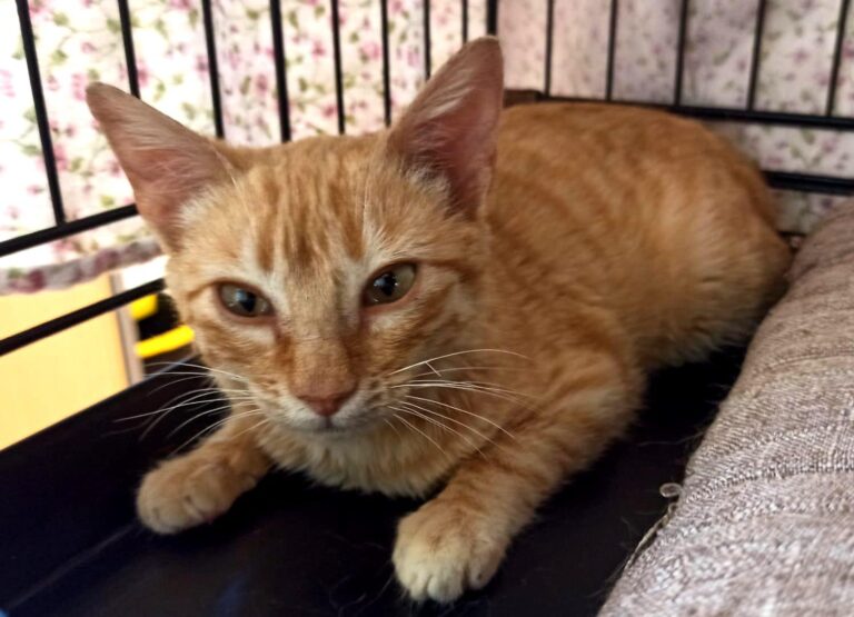 multimedia-foto93744-780-1