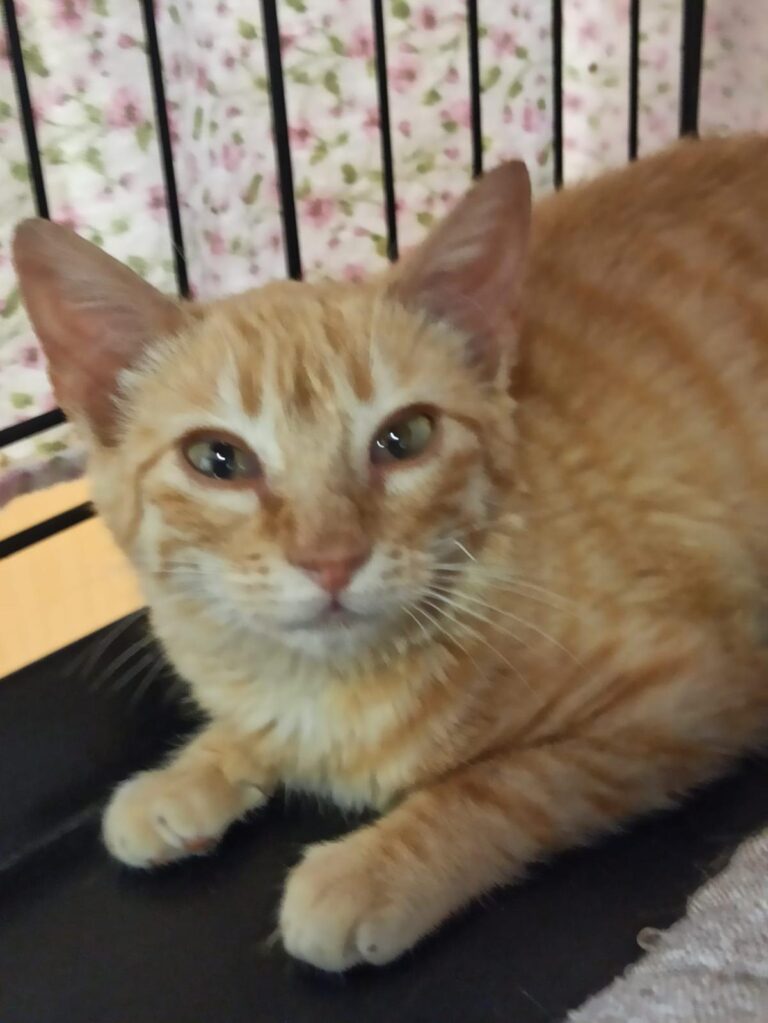 multimedia-foto93746-780-1