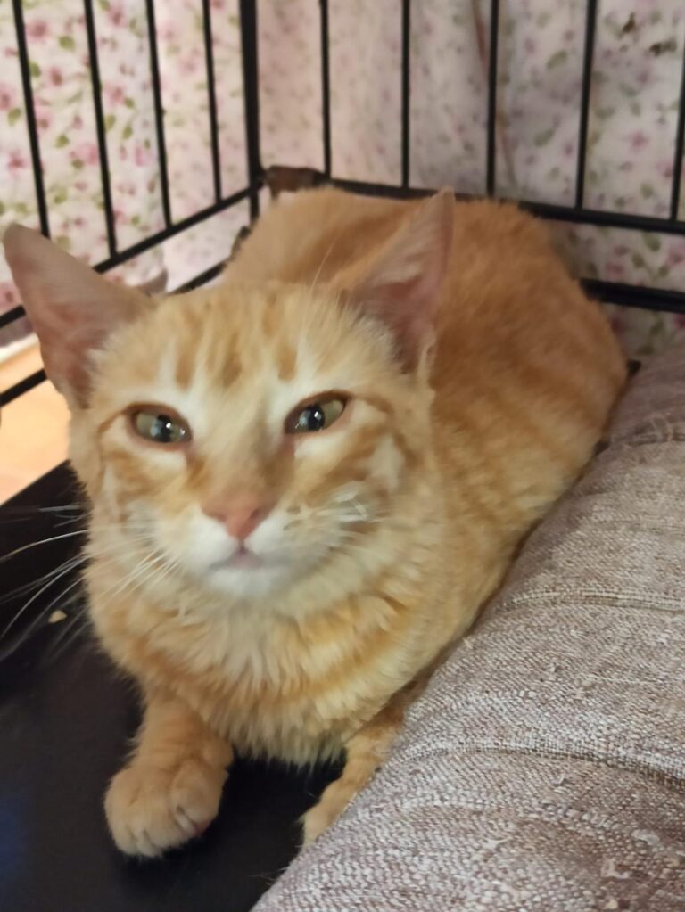 multimedia-foto93747-781-1