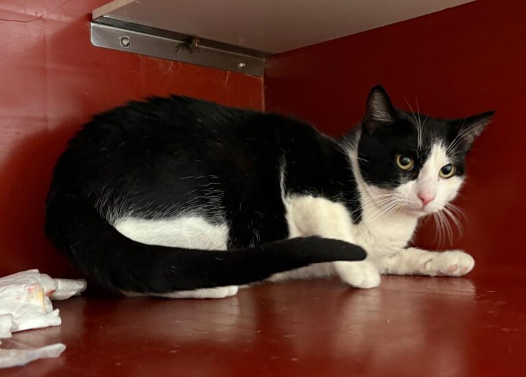 multimedia-foto93757-214-1